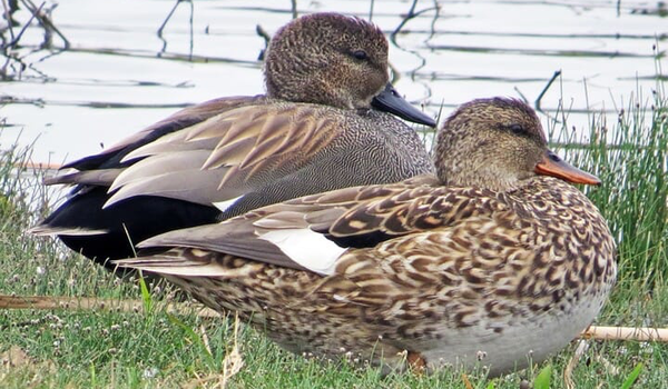 Oklahoma Duck Hunting Guides: Species Opportunities-Gadwall