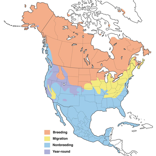 Northern Pintail Migration Map