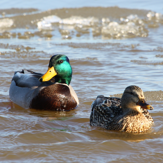 Oklahoma Duck Hunting Guides | Coalgate OK | Caney OK | Madill OK