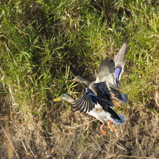 Oklahoma Duck Hunting Report | Oklahoma Duck Hunting Guides