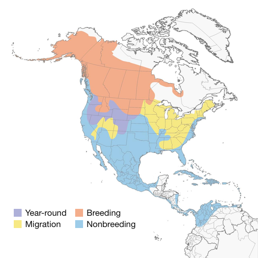 American Wigeon Duck Migration Map