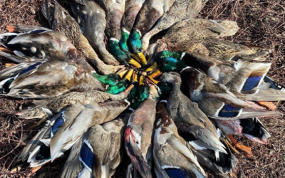 Oklahoma Duck Hunting Guides: Species Opportunities