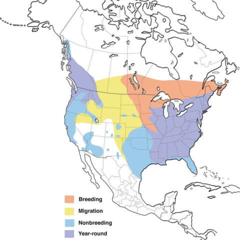 Oklahoma Duck Hunting Guides: Species Opportunities