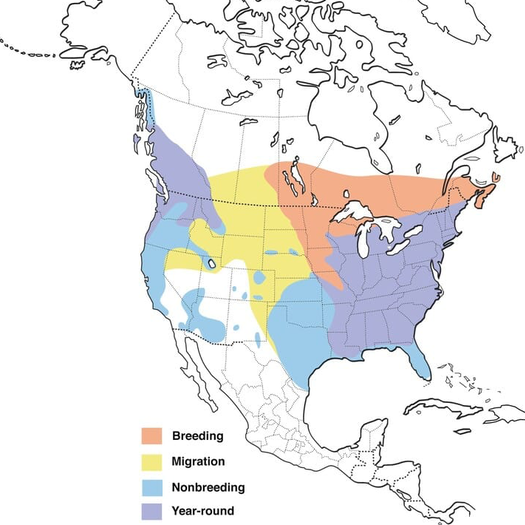 Hooded Merganser Duck Migration Map