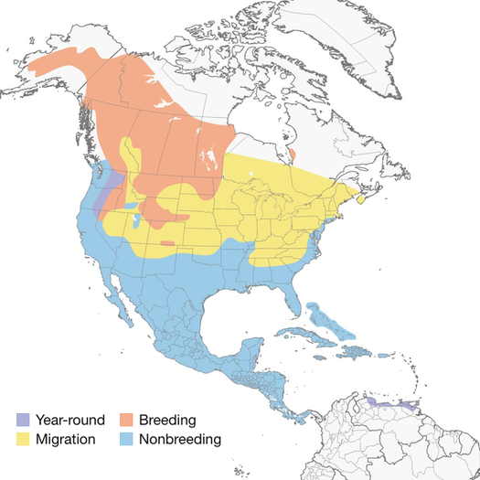Lesser Scaup Duck Migration Map
