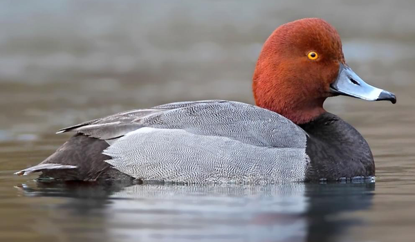 Redhead Duck Hunting Oklahoma