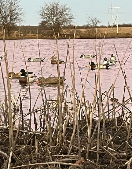 Oklahoma Duck Hunting Seasons
