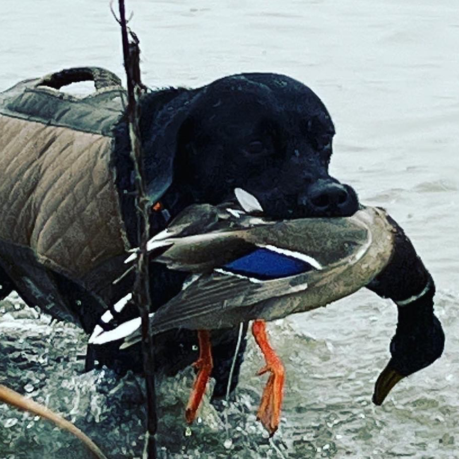 Red River Duck Hunting