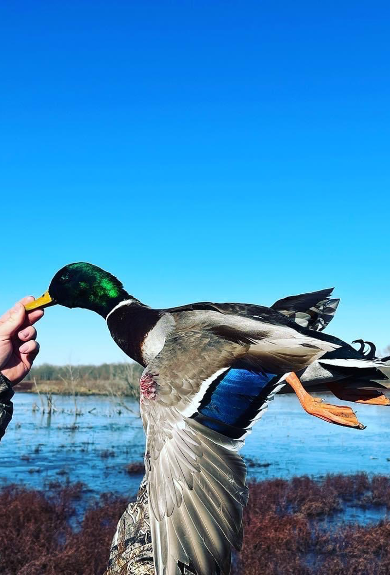 Oklahoma Duck Hunting Season Best Duck Hunting Guides in Oklahoma