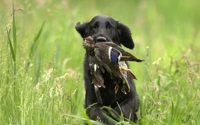 A Beginner’s Guide to Oklahoma Duck Hunting