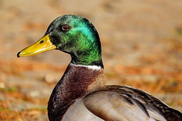 Beginners Guide to Oklahoma Duck Hunting