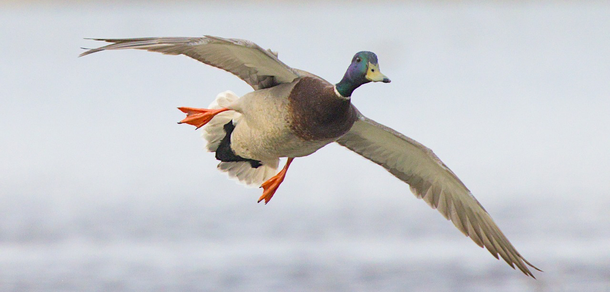 Best Oklahoma duck hunting guides